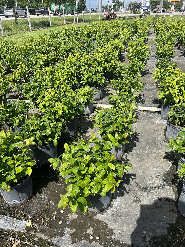 brunfelsia-grandiflora-yesterday-today-tomorrow