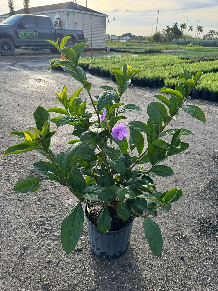 brunfelsia-grandiflora-yesterday-today-tomorrow