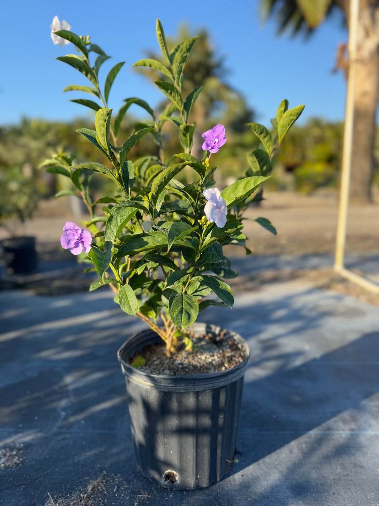 brunfelsia-pauciflora-yesterday-today-and-tomorrow