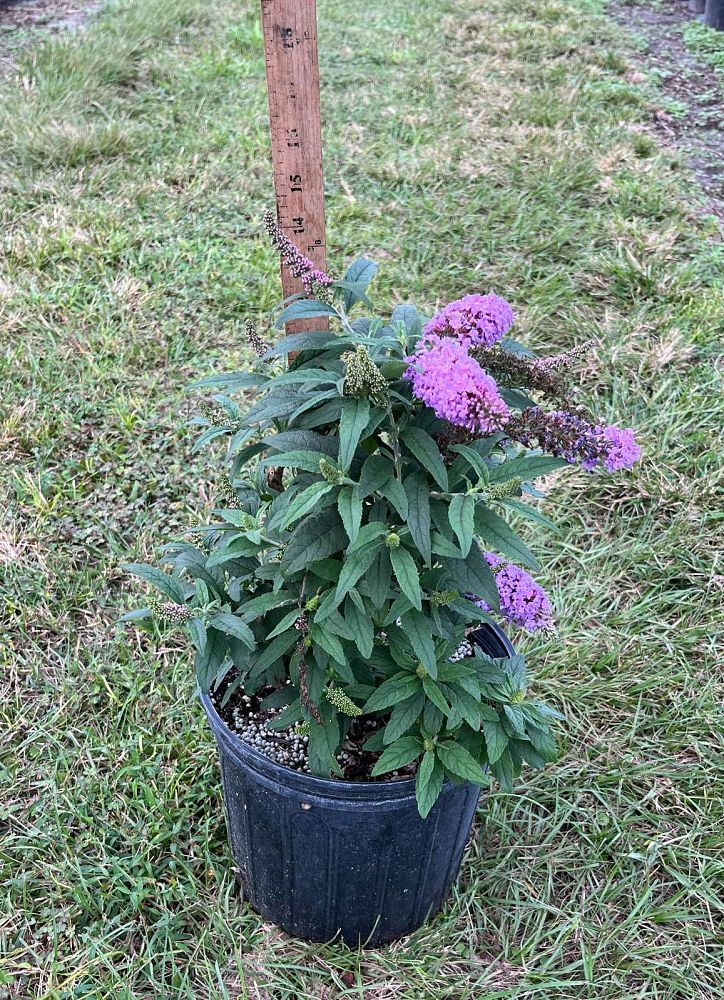 buddleia-davidii-buddaplav-dapper-trade-lavender-butterfly-bush