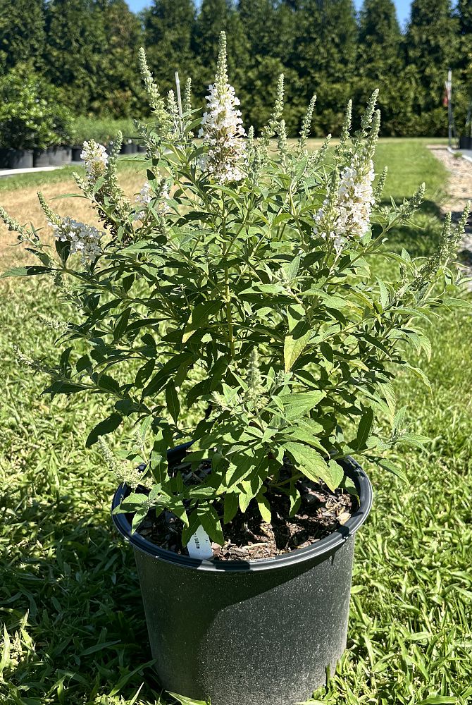 buddleia-davidii-buzz-ivory-butterfly-bush