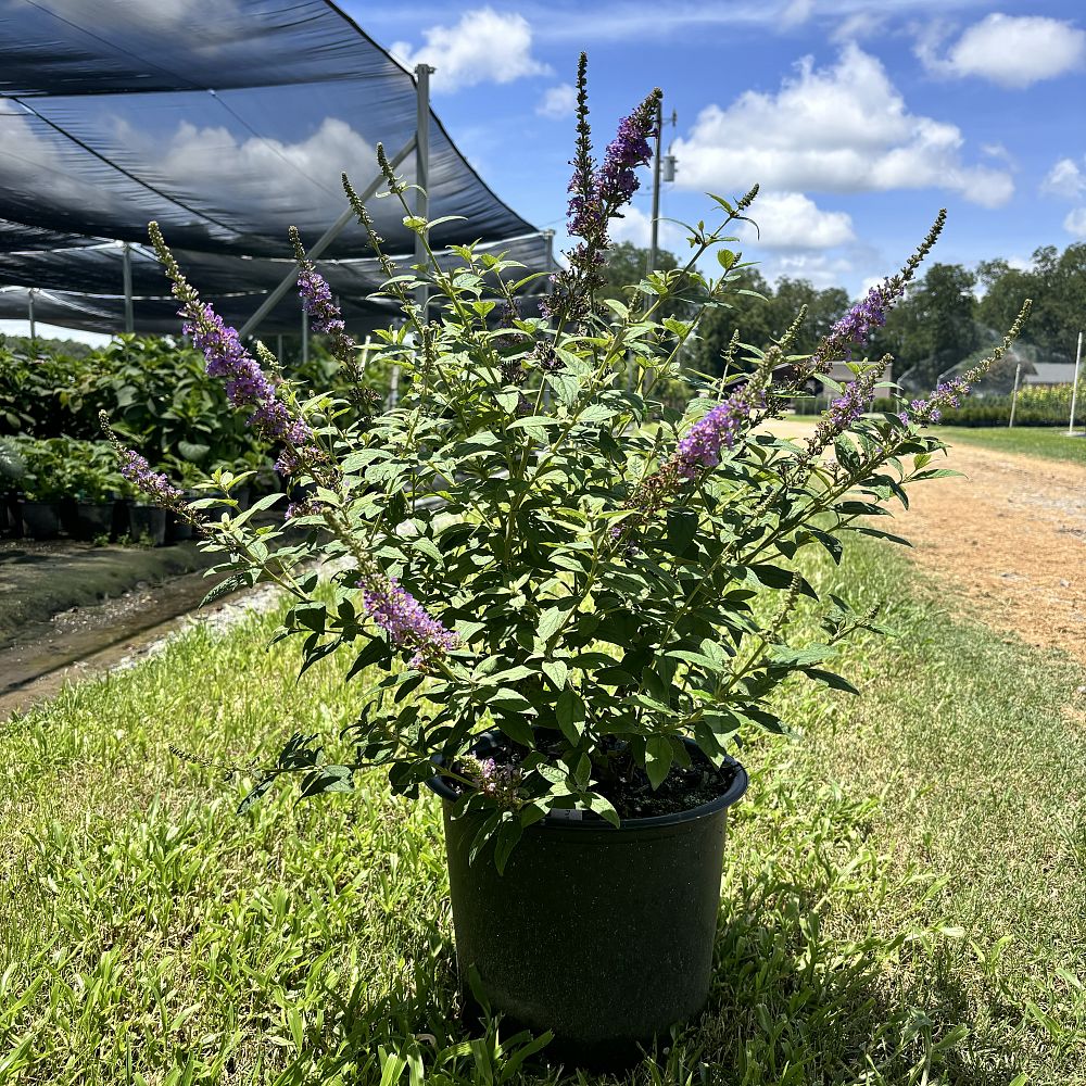 buddleia-davidii-buzz-purple-butterfly-bush