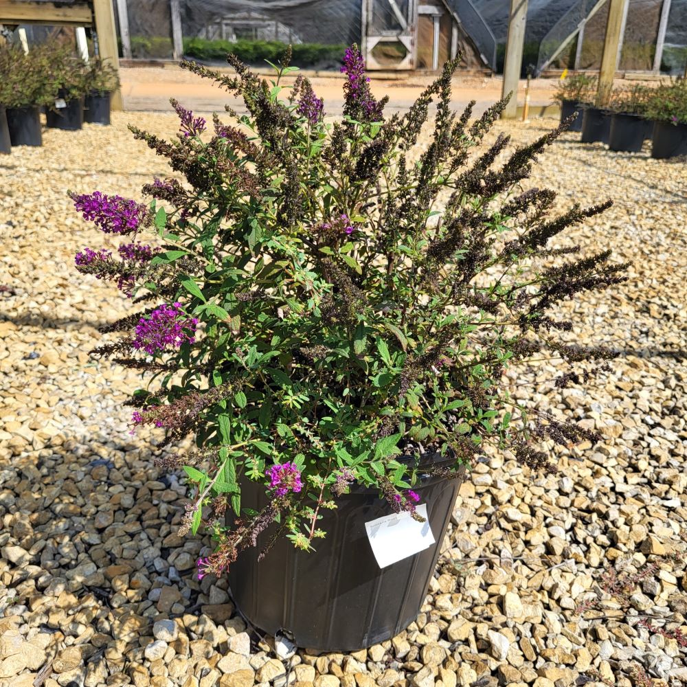 buddleia-davidii-srpbudroy-royalrazz-reg-buddleia