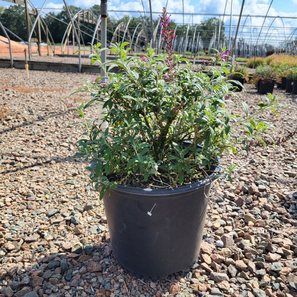 buddleia-hyb-bosblink-blaze-pink-butterfly-bush