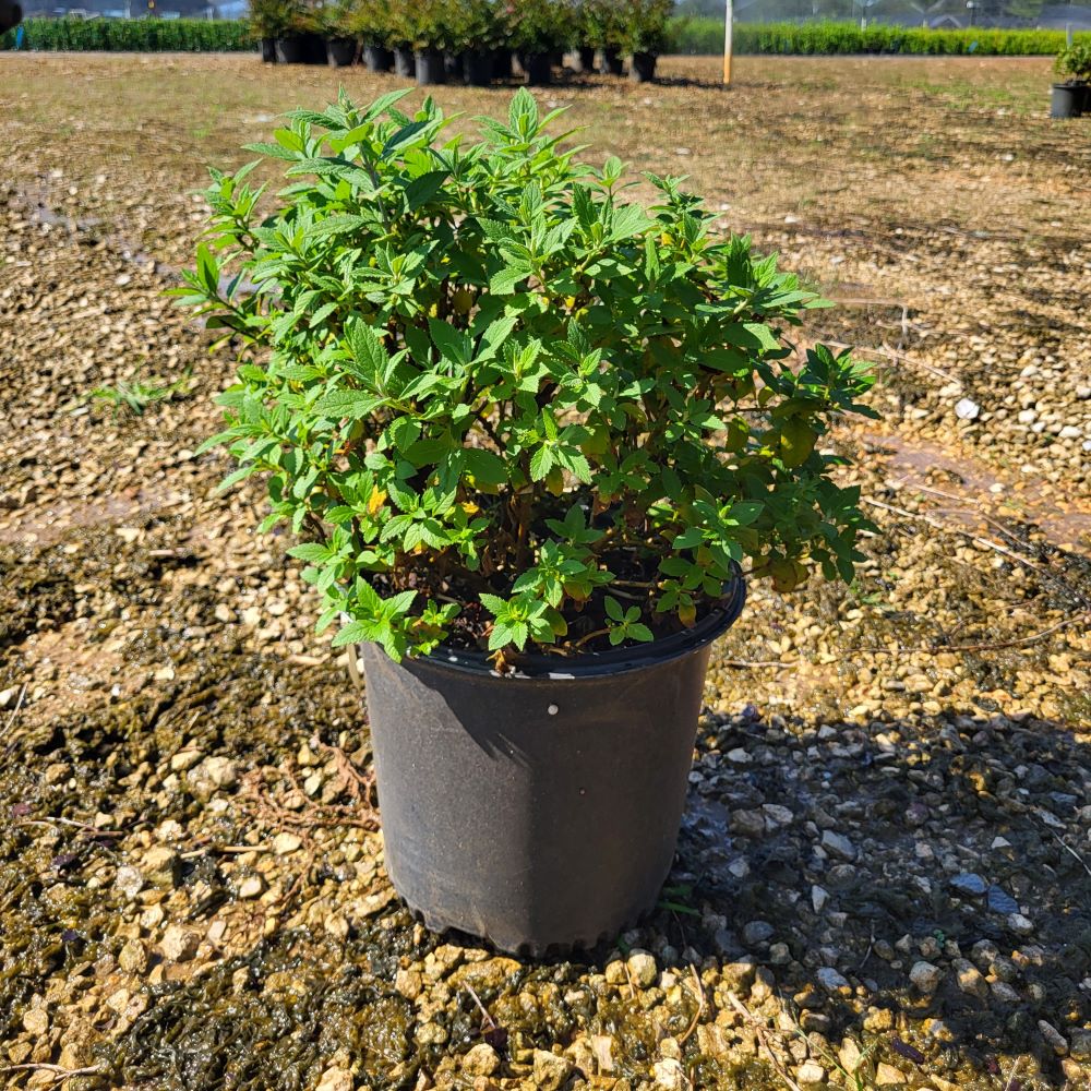 buddleia-hyb-bostulu-true-blue-butterfly-bush