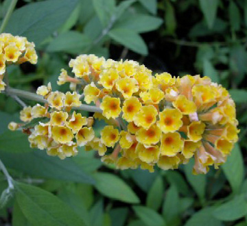 buddleia-weyeriana-honeycomb-butterfly-bush