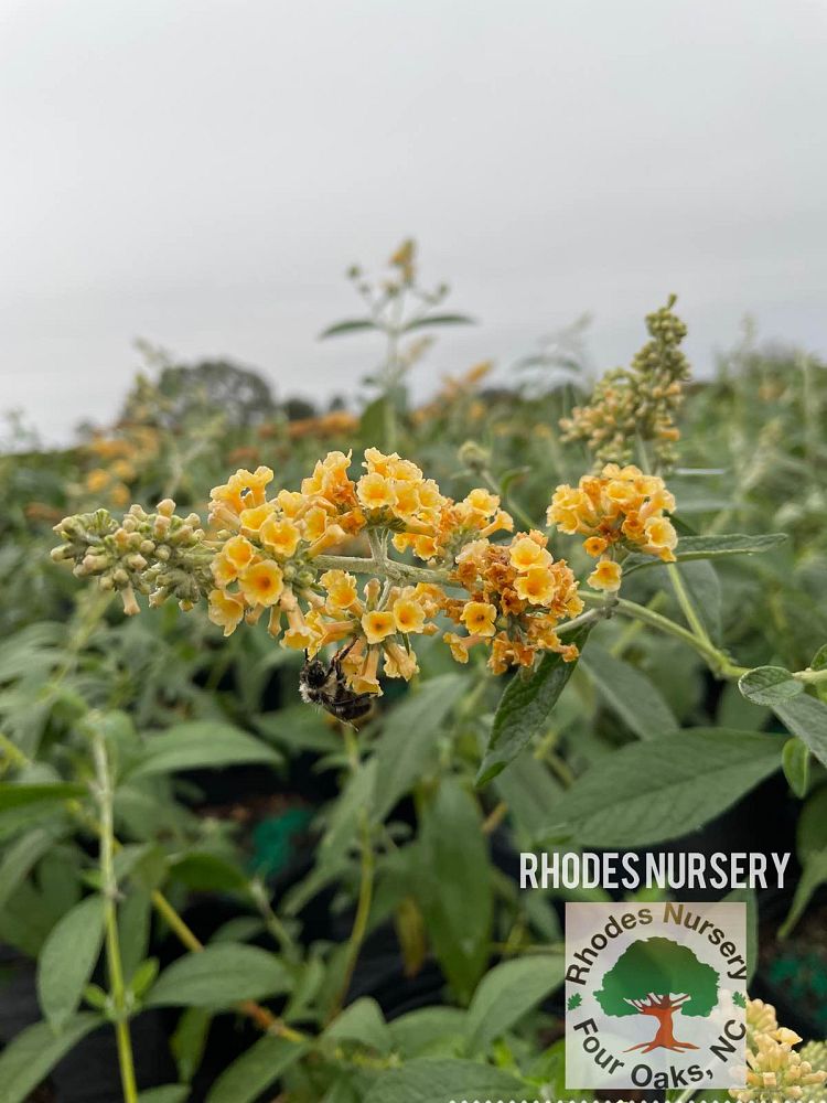 buddleia-weyeriana-honeycomb-butterfly-bush