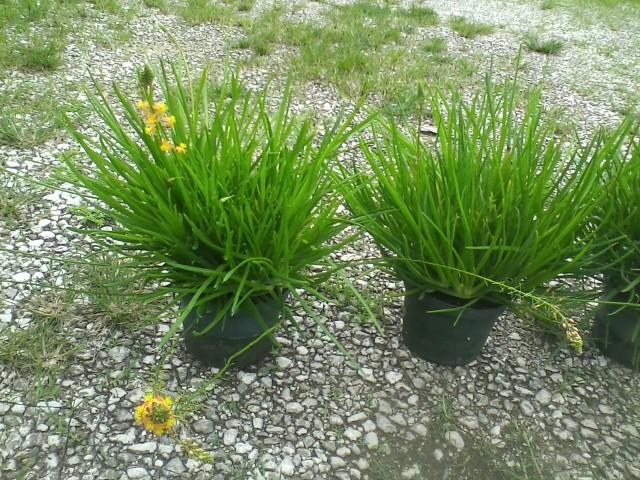 bulbine-frutescens-bulbine-fruticosa-desert-candles