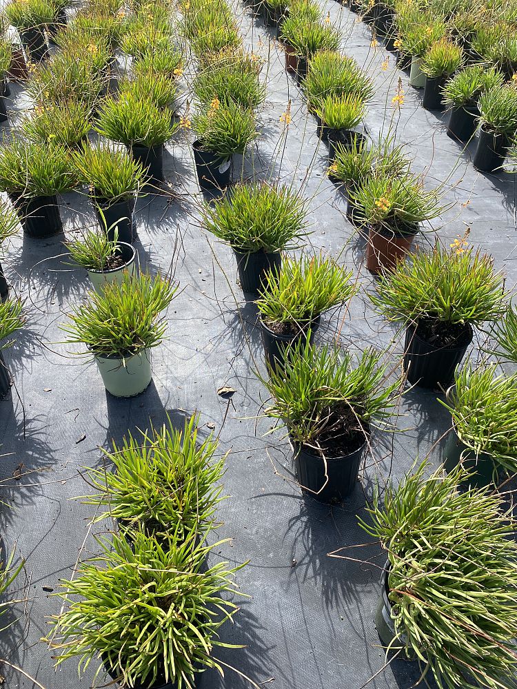 bulbine-frutescens-bulbine-fruticosa-desert-candles