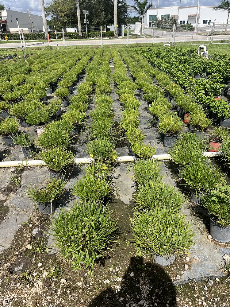 bulbine-frutescens-bulbine-fruticosa-desert-candles