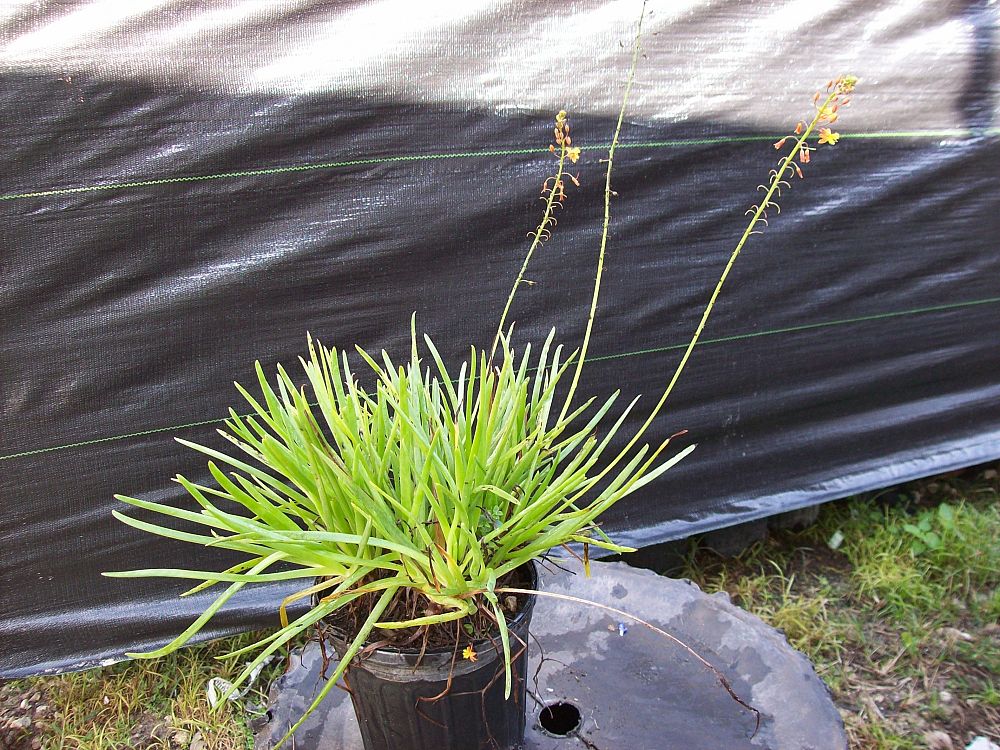 bulbine-frutescens-orange-bulbine-fruticosa-desert-candles