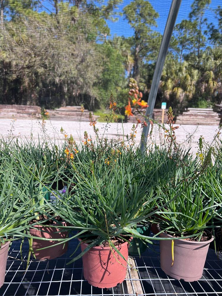 bulbine-frutescens-orange-bulbine-fruticosa-desert-candles