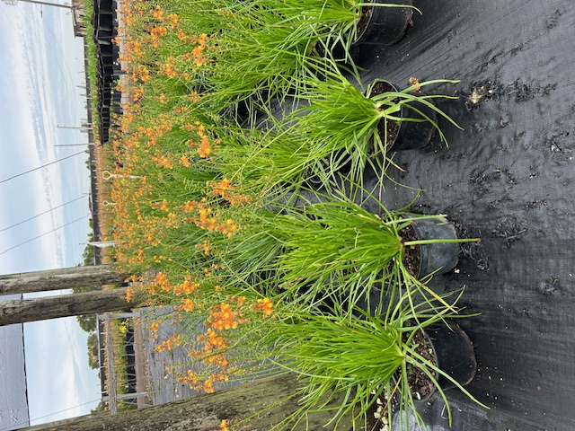 bulbine-frutescens-orange-bulbine-fruticosa-desert-candles