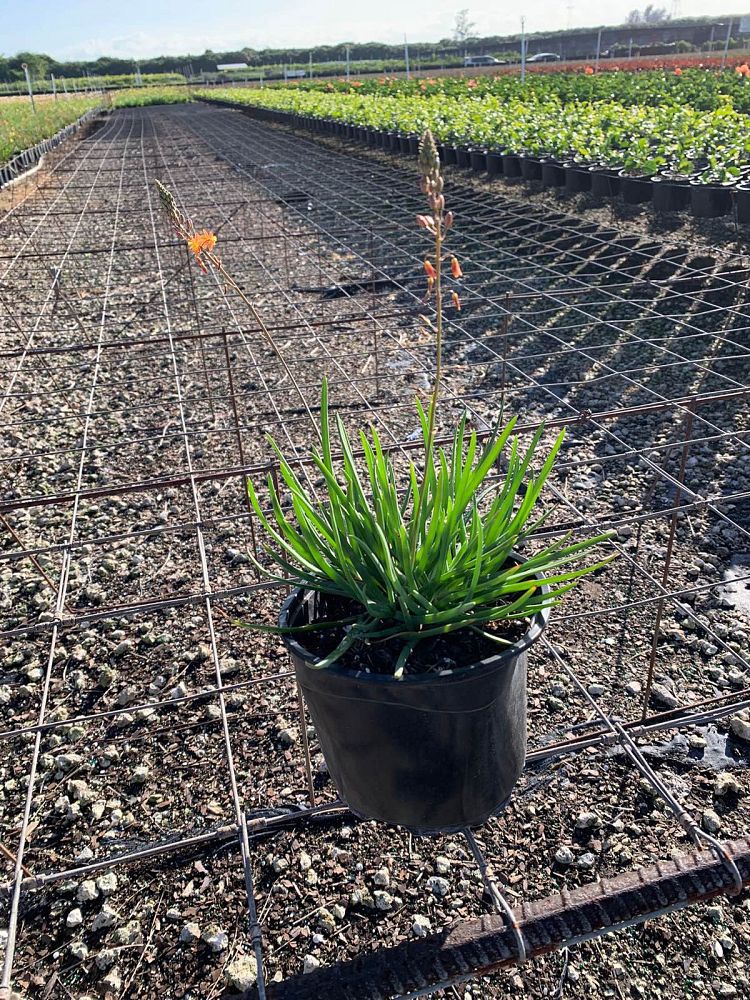 bulbine-frutescens-orange-bulbine-fruticosa-desert-candles