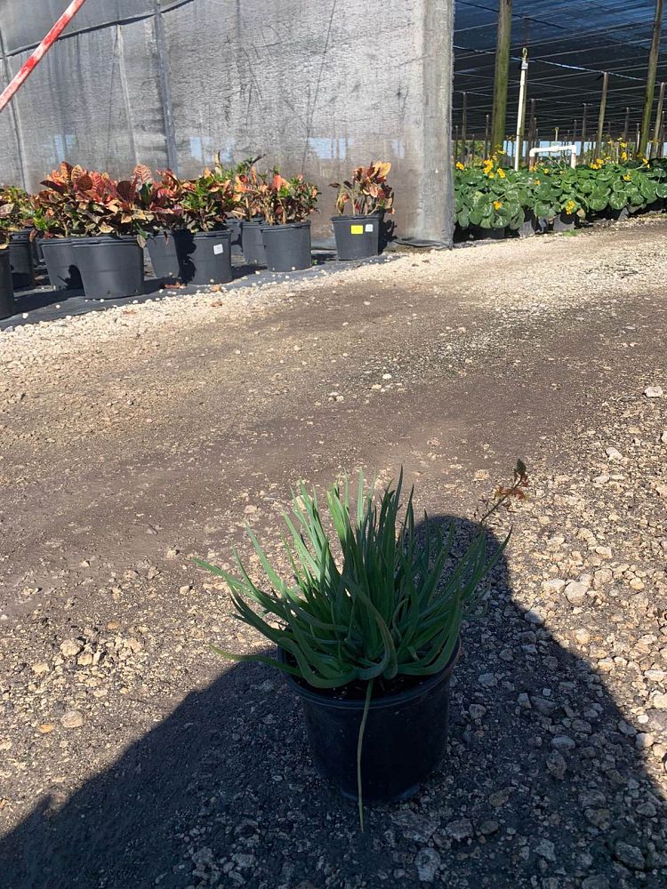 bulbine-frutescens-orange-bulbine-fruticosa-desert-candles