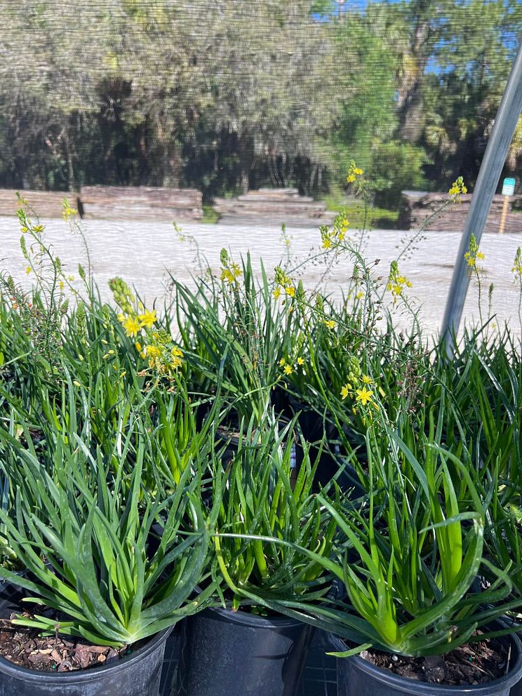 bulbine-frutescens-yellow-bulbine-fruticosa-desert-candles