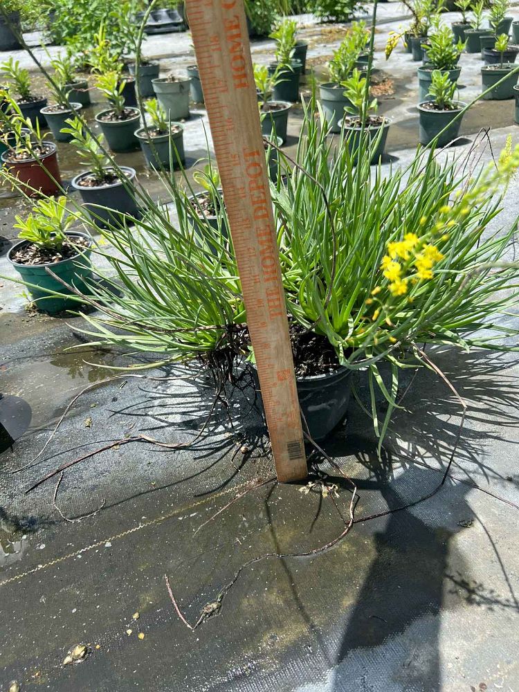 bulbine-frutescens-yellow-bulbine-fruticosa-desert-candles