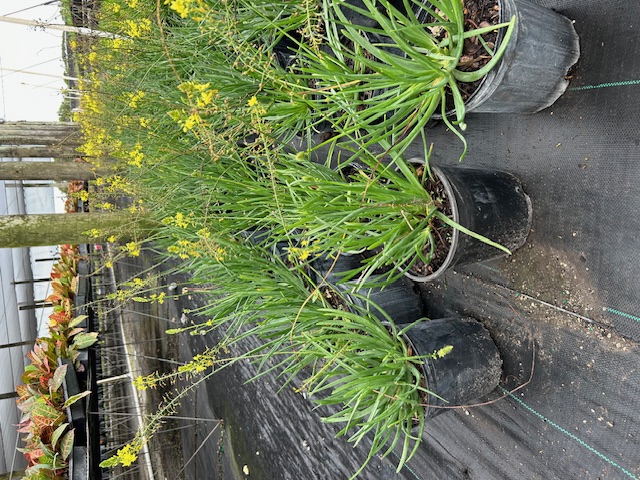 bulbine-frutescens-yellow-bulbine-fruticosa-desert-candles