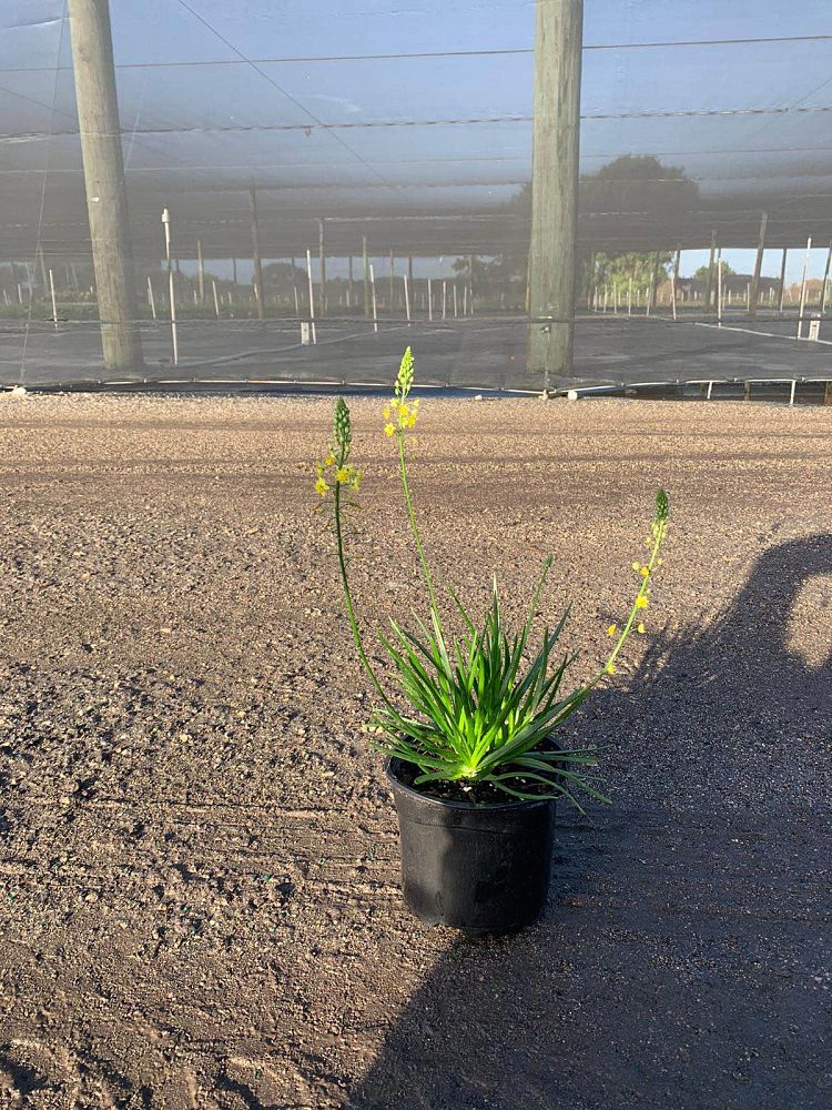 bulbine-frutescens-yellow-bulbine-fruticosa-desert-candles