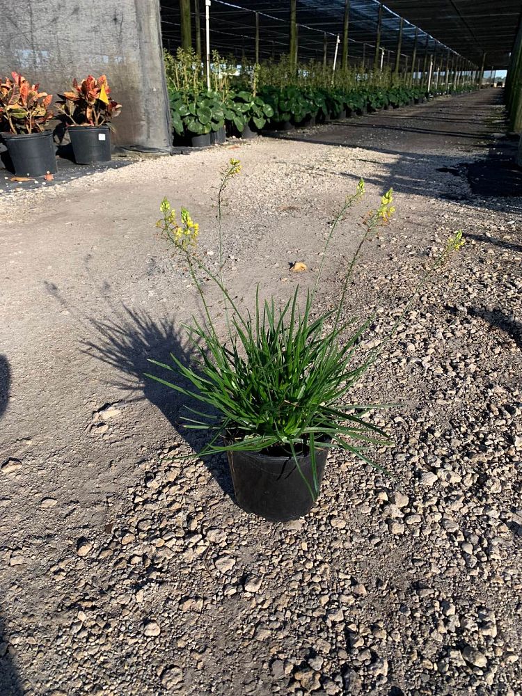 bulbine-frutescens-yellow-bulbine-fruticosa-desert-candles