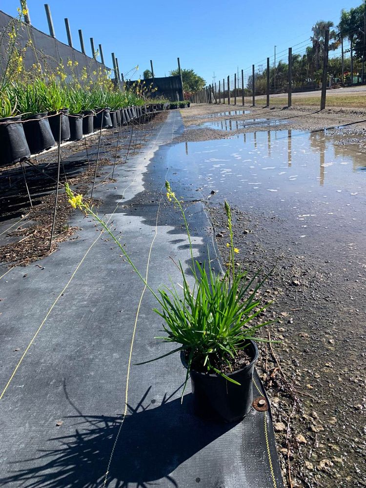 bulbine-frutescens-yellow-bulbine-fruticosa-desert-candles