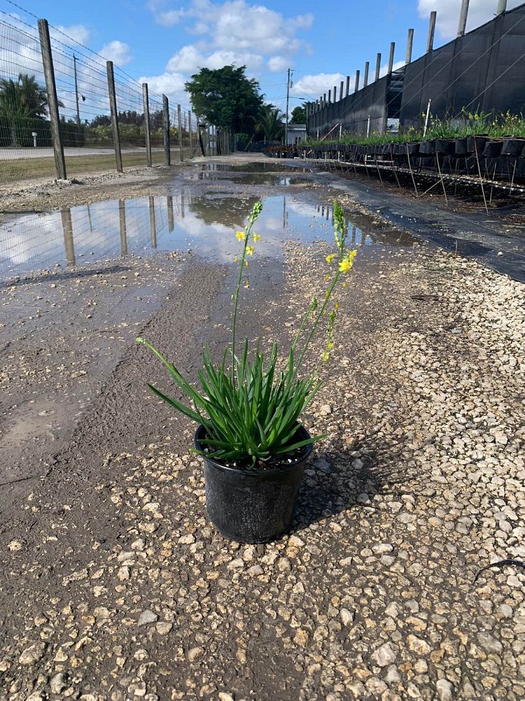 bulbine-frutescens-yellow-bulbine-fruticosa-desert-candles