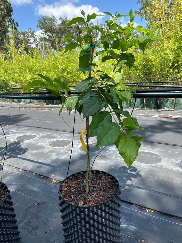 bunchosia-argentea-peanut-butter-tree