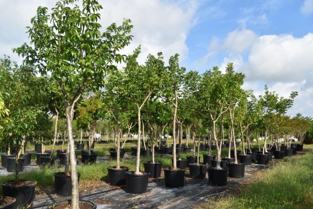 bursera-simaruba-gumbo-limbo