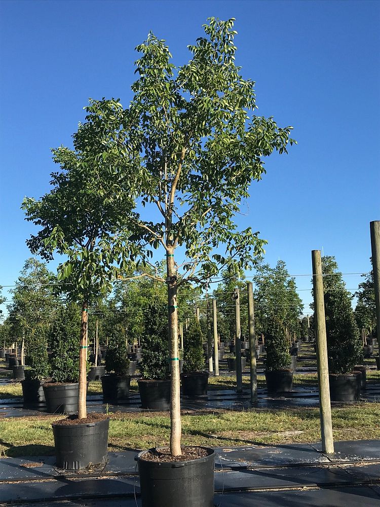 bursera-simaruba-gumbo-limbo