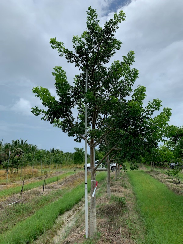 bursera-simaruba-gumbo-limbo