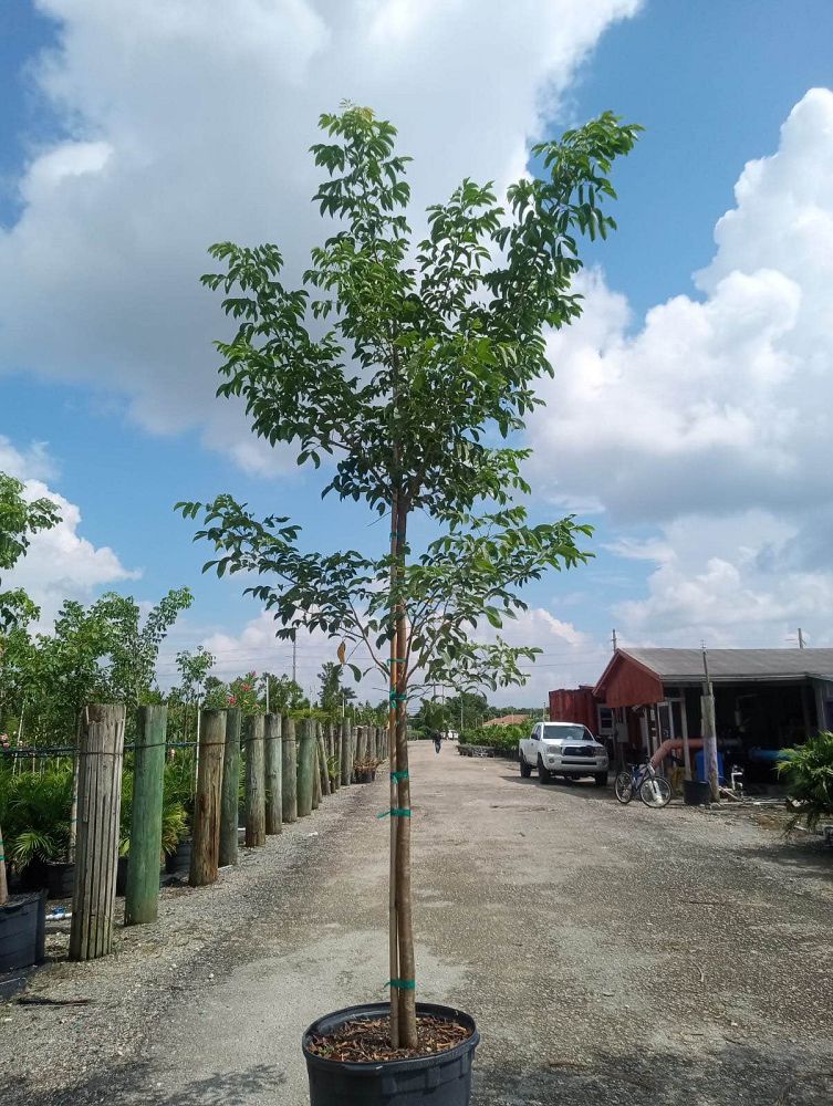 bursera-simaruba-gumbo-limbo