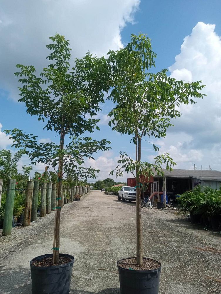 bursera-simaruba-gumbo-limbo