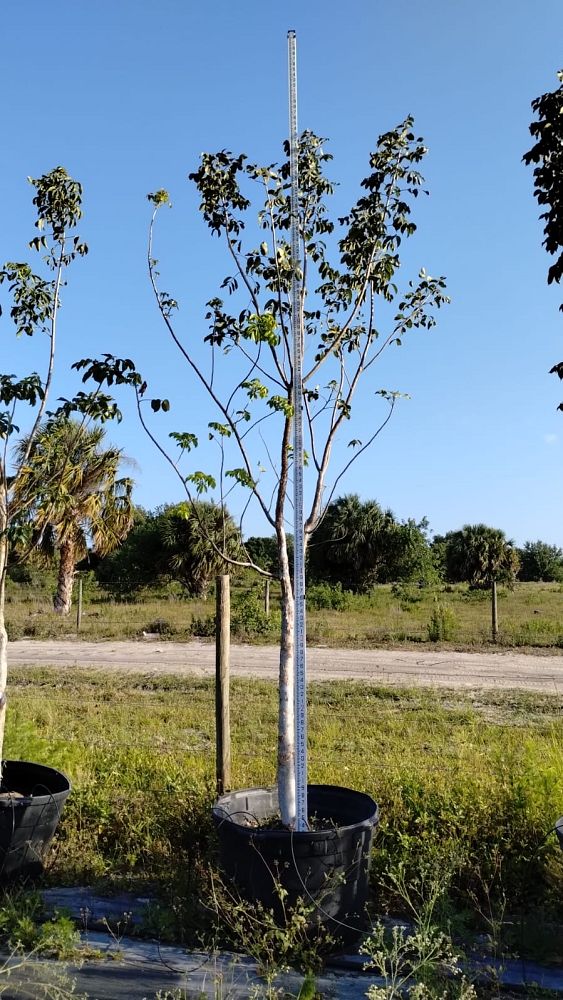 bursera-simaruba-gumbo-limbo