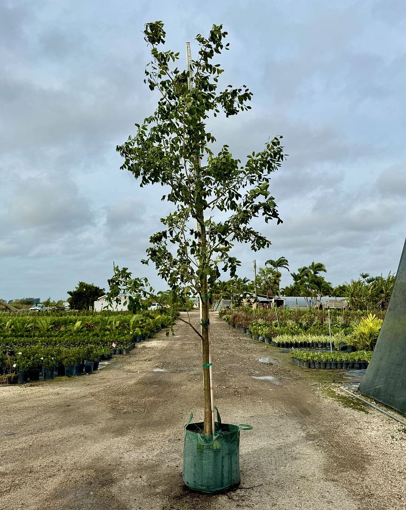 bursera-simaruba-gumbo-limbo