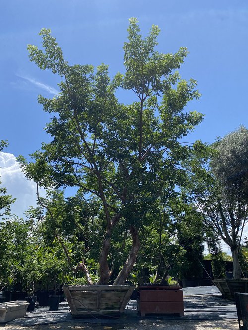 bursera-simaruba-gumbo-limbo