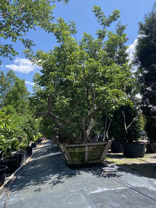 bursera-simaruba-gumbo-limbo