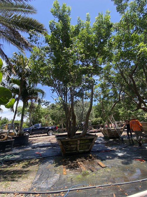 bursera-simaruba-gumbo-limbo