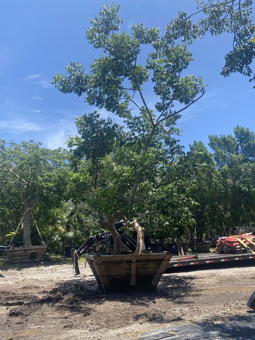 bursera-simaruba-gumbo-limbo