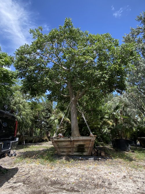 bursera-simaruba-gumbo-limbo