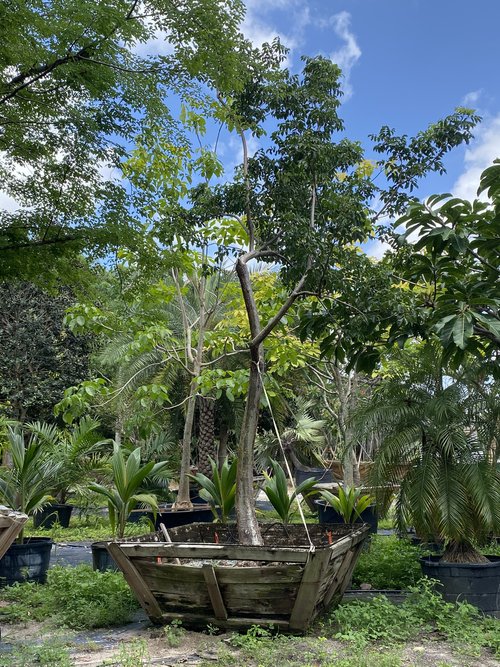 bursera-simaruba-gumbo-limbo