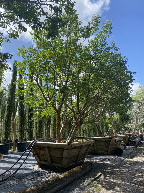 bursera-simaruba-gumbo-limbo