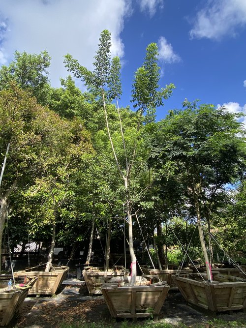 bursera-simaruba-gumbo-limbo