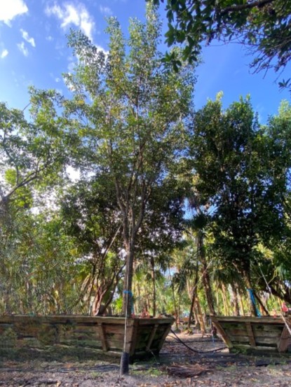 bursera-simaruba-gumbo-limbo