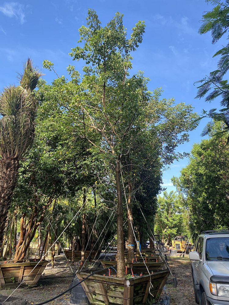 bursera-simaruba-gumbo-limbo