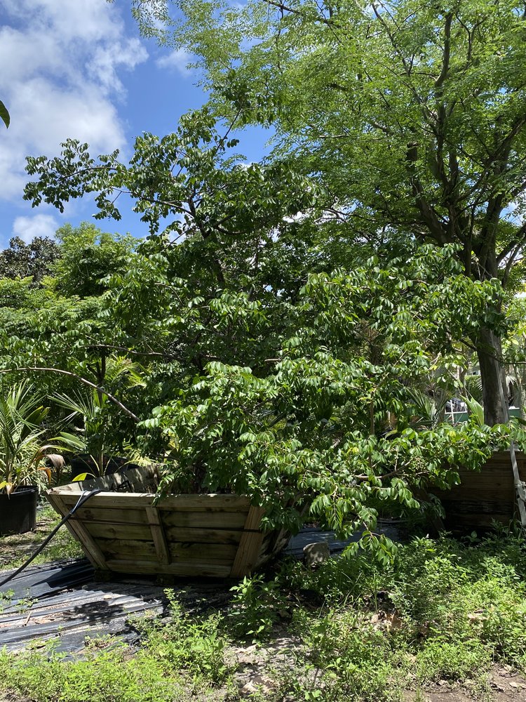 bursera-simaruba-gumbo-limbo