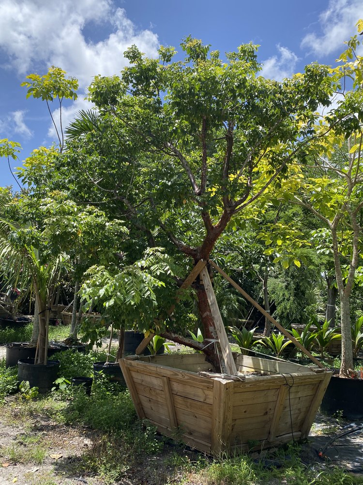 bursera-simaruba-gumbo-limbo