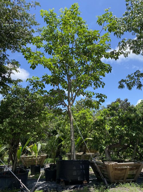 bursera-simaruba-gumbo-limbo