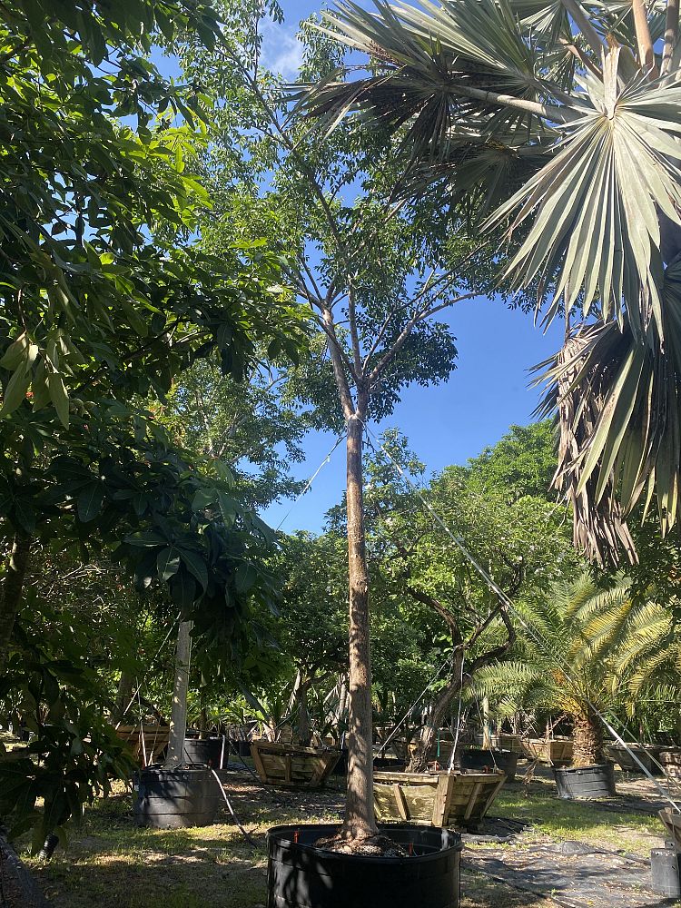 bursera-simaruba-gumbo-limbo