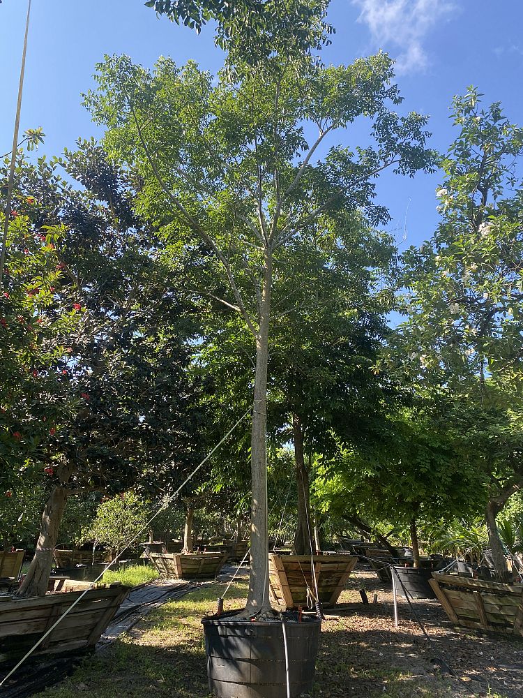 bursera-simaruba-gumbo-limbo