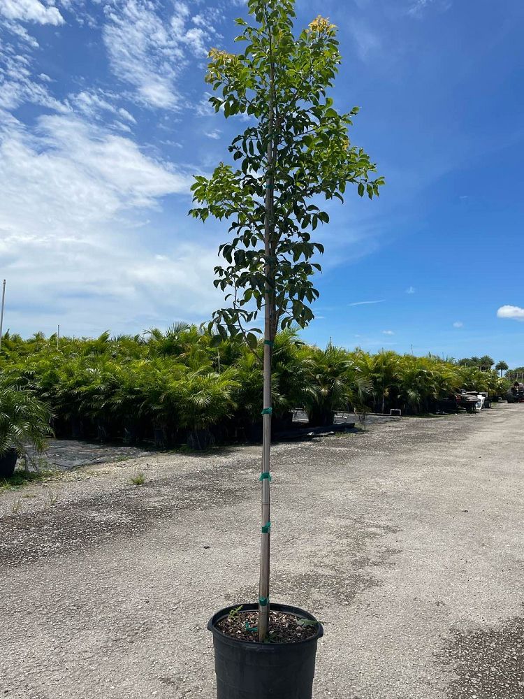 bursera-simaruba-gumbo-limbo